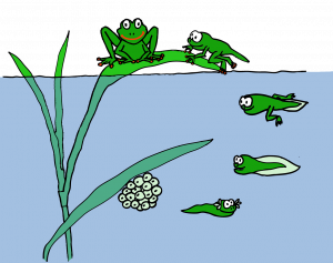 life cycle of a frog